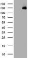 WW And C2 Domain Containing 1 antibody, TA801568, Origene, Western Blot image 