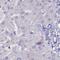 Chloride Nucleotide-Sensitive Channel 1A antibody, NBP2-33958, Novus Biologicals, Immunohistochemistry frozen image 