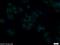 Toll Interacting Protein antibody, 11315-1-AP, Proteintech Group, Immunofluorescence image 