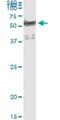 Tryptophanyl-TRNA Synthetase antibody, H00007453-M02, Novus Biologicals, Immunoprecipitation image 