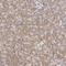 Protein-tyrosine kinase 7 antibody, NBP1-88157, Novus Biologicals, Immunohistochemistry frozen image 