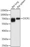 C-X-C Motif Chemokine Receptor 1 antibody, 16-582, ProSci, Western Blot image 