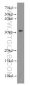 Mortality Factor 4 Like 2 antibody, 14710-1-AP, Proteintech Group, Western Blot image 