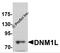 Dynamin 1 Like antibody, 7603, ProSci, Western Blot image 