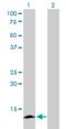 Apolipoprotein C4 antibody, H00000346-M01, Novus Biologicals, Western Blot image 