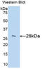 Insulin Like Growth Factor Binding Protein 2 antibody, LS-C301655, Lifespan Biosciences, Western Blot image 
