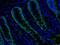 Solute Carrier Family 12 Member 2 antibody, NB100-75623, Novus Biologicals, Immunohistochemistry frozen image 