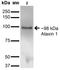 Ataxin 1 antibody, orb151090, Biorbyt, Western Blot image 