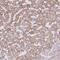 Transmembrane Protein 170A antibody, NBP2-31593, Novus Biologicals, Immunohistochemistry frozen image 