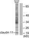 Claudin 11 antibody, LS-B13323, Lifespan Biosciences, Western Blot image 