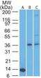 Cytokine Receptor Like Factor 2 antibody, TA337156, Origene, Western Blot image 