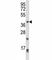 Paired Like Homeodomain 2 antibody, F43443-0.4ML, NSJ Bioreagents, Western Blot image 