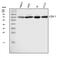 Prostaglandin-Endoperoxide Synthase 1 antibody, PB9002, Boster Biological Technology, Western Blot image 