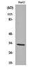 Olfactory Receptor Family 2 Subfamily T Member 2 antibody, orb162140, Biorbyt, Western Blot image 