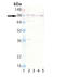 Calnexin antibody, A03372, Boster Biological Technology, Western Blot image 