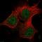 Methyltransferase-like protein 16 antibody, HPA059798, Atlas Antibodies, Immunofluorescence image 