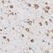 Ribosomal Protein L3 antibody, NBP1-81332, Novus Biologicals, Immunohistochemistry frozen image 