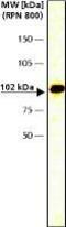 Catenin Alpha 1 antibody, PA1-25081, Invitrogen Antibodies, Western Blot image 