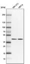 Protein Phosphatase 1 Regulatory Subunit 8 antibody, PA5-55624, Invitrogen Antibodies, Western Blot image 