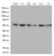 Tripartite Motif Containing 44 antibody, M11544, Boster Biological Technology, Western Blot image 