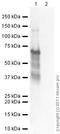 Snail Family Transcriptional Repressor 1 antibody, ab82846, Abcam, Western Blot image 