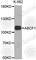 ATP Binding Cassette Subfamily F Member 1 antibody, A3714, ABclonal Technology, Western Blot image 