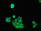 Proteasome 26S Subunit, ATPase 5 antibody, LS-C682240, Lifespan Biosciences, Immunofluorescence image 