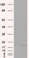 Interleukin 3 antibody, TA500204S, Origene, Western Blot image 