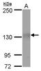 RB Transcriptional Corepressor Like 2 antibody, PA5-78147, Invitrogen Antibodies, Western Blot image 