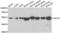 Chromodomain Y Like 2 antibody, LS-C349115, Lifespan Biosciences, Western Blot image 