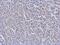 Cell Division Cycle 34 antibody, 56207, QED Bioscience, Immunohistochemistry frozen image 