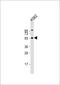 Cytochrome P450 Family 2 Subfamily D Member 6 antibody, 57-786, ProSci, Western Blot image 
