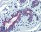 LIM Domains Containing 1 antibody, LS-B4017, Lifespan Biosciences, Immunohistochemistry frozen image 