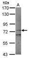 Protocadherin Beta 11 antibody, PA5-31385, Invitrogen Antibodies, Western Blot image 