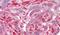 Distal-Less Homeobox 5 antibody, PA5-19105, Invitrogen Antibodies, Immunohistochemistry paraffin image 