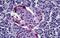 Pancreatic Polypeptide antibody, GTX89539, GeneTex, Immunohistochemistry paraffin image 