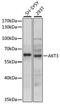 AKT Serine/Threonine Kinase 3 antibody, 14-696, ProSci, Western Blot image 