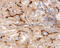 Protein C Receptor antibody, AF2245, R&D Systems, Immunohistochemistry frozen image 