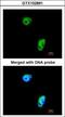 Tousled Like Kinase 1 antibody, GTX102891, GeneTex, Immunocytochemistry image 