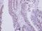 Zinc Finger Protein 329 antibody, LS-C155698, Lifespan Biosciences, Immunohistochemistry frozen image 