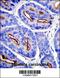 Folate Hydrolase 1 antibody, 57-212, ProSci, Immunohistochemistry paraffin image 