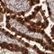 Pleckstrin Homology Domain Containing A1 antibody, NBP1-86967, Novus Biologicals, Immunohistochemistry frozen image 