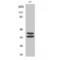 Paired Box 2 antibody, LS-C385368, Lifespan Biosciences, Western Blot image 