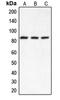 Component Of Inhibitor Of Nuclear Factor Kappa B Kinase Complex antibody, LS-C352033, Lifespan Biosciences, Western Blot image 