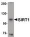 Sirtuin 1 antibody, PA5-20964, Invitrogen Antibodies, Western Blot image 