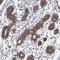 Oxysterol-binding protein 1 antibody, HPA039227, Atlas Antibodies, Immunohistochemistry frozen image 