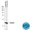 Transgelin antibody, MAB78861, R&D Systems, Western Blot image 