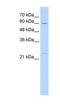 Psf1 antibody, NBP1-56488, Novus Biologicals, Western Blot image 