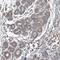 Spartin antibody, NBP2-54942, Novus Biologicals, Immunohistochemistry paraffin image 
