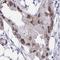 RNA Binding Protein, MRNA Processing Factor antibody, NBP2-33810, Novus Biologicals, Immunohistochemistry frozen image 